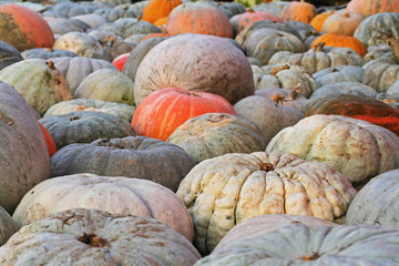 Background of colorful pumpkins at autumn festival