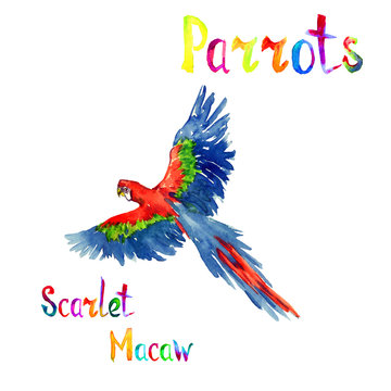 Scarlet macaw flying, isolated hand painted watercolor illustration with handwritten inscription