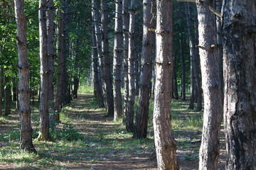 Obraz premium Pine forest with the sun shining through the trees