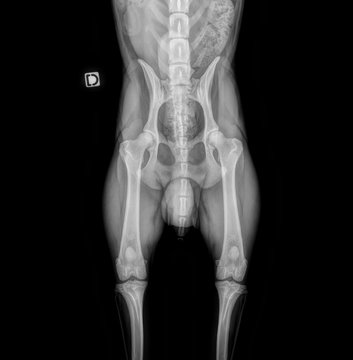 Dog X-Ray