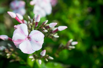 Blooming phlox in the garden. Shallow depth of fied.
