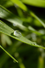 Obraz premium Dew Drop on grass