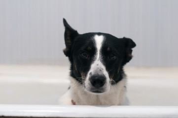 Mixed breed dog sitting at the bath