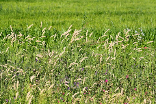 Flowering of variety wild motley grasses on the edge of green wheat field in sunny summer weather