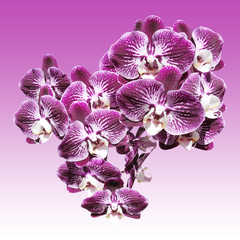 Naklejka na ściany i meble Delightful branch of violet orchids. isolated 