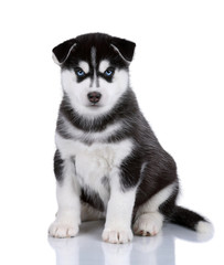 Cute puppy of Siberian husky on a white background