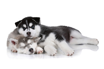 Two Siberian Husky puppies are sleeping