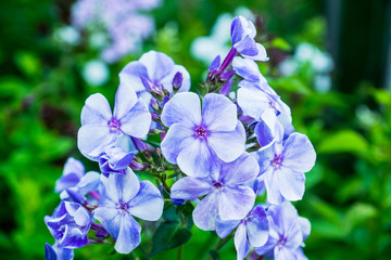 Blooming phlox in the garden. Shallow depth of fied.