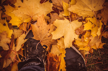 Girl standing in sneakers on the colorful maple leaves in the forest
