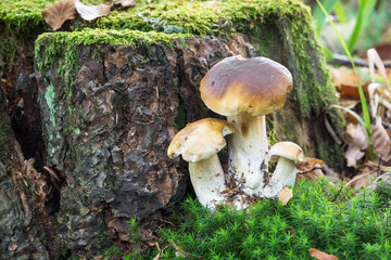Steinpilz im Wald