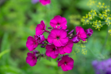 Blooming phlox in the garden. Shallow depth of fied.