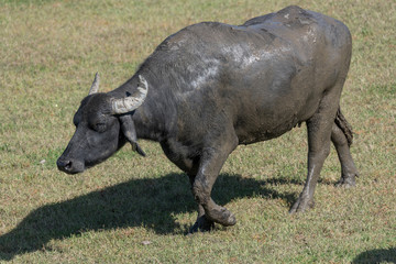 Huge buffalo standing in a field of grasses