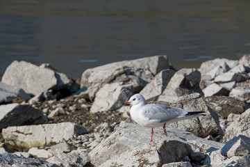 A black-headed gull (Chroicocephalus ridibundus)