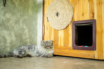 Gray striped Persian cat sitting in front of a door.
