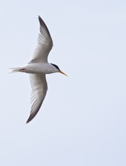 Fototapeta na wymiar Little Tern (Sterna albifrons), adult in summer plumage in flight, Oualidia, Morocco.