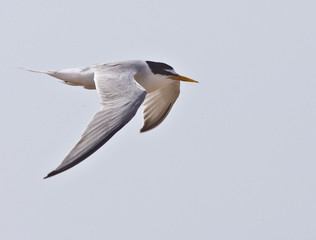 Little Tern (Sterna albifrons), adult in summer plumage in flight, Oualidia, Morocco.