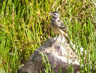 'Spanish' Yellow Wagtail (Motacilla flava iberiae), juvenile in the saltmarsh at Oualidia, Morocco.