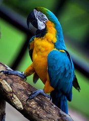 Blue and yellow macaw parrot on tree branch