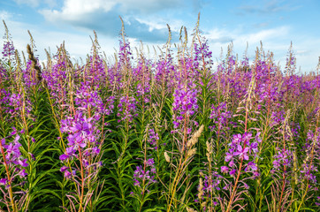 Ivan tea blooms in the meadows