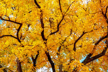 autumn tree with bright yellow leaves.
