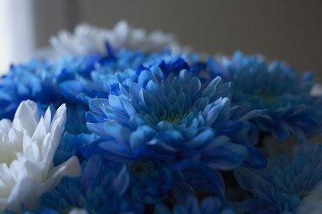 Blue flowers
