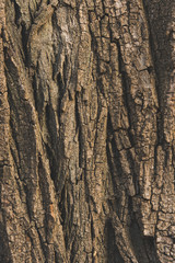 Obraz premium tree bark texture