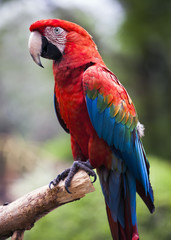 Fototapeta na wymiar Red and blue macaw parrot on branch