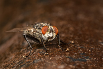 Gray fly on rusty metal