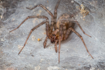 The spider in his home