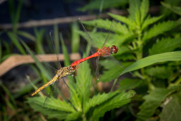 Dragonflies connected