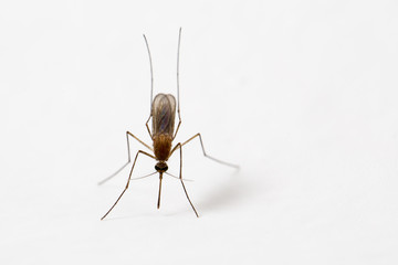 Mosquito on white wall