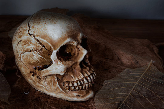Still life photography human skulls in dark vintage tone