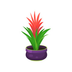 Guzmania flower houseplant, potted flower vector illustration