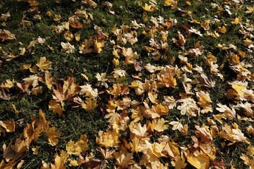 Autumn leaves lie on the ground