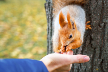 squirrel eats from the wood in the forest. A man is feeding a squirrel