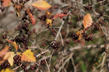 Ripe dogwood berries grow on a tree. Harvest, summer. The red berries of the dogwood.