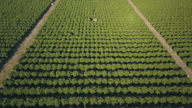 Looking down on young citrus trees view from above low flight