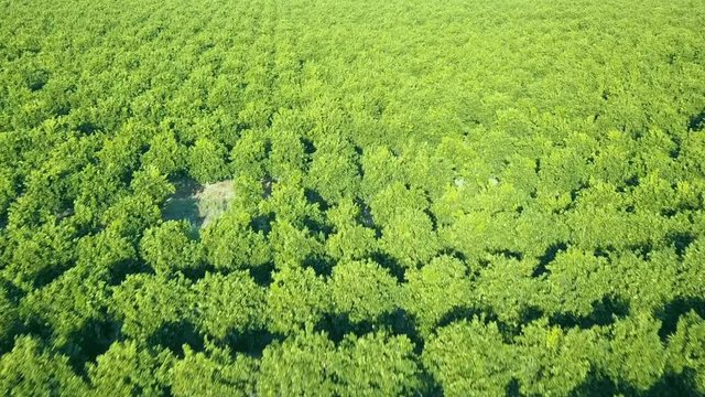 Low flight over the tops of young citrus trees forming a sea of green canopy