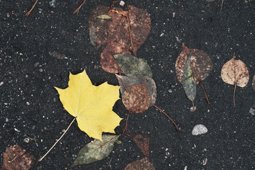 Nice autumn leaves on wet asphalt, bright natural colours of fallen maple leafage. Beautiful pattern with random scattered green, orange, yellow and red sheets.