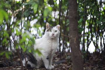 Obraz premium cute lovely street cat