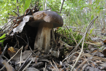 boletus in a autumn forest