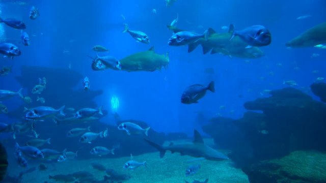 Predatory sharks and other marine life. Large Aquarium with plants and tropical colorful fishes