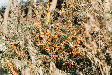 Autumn bushes