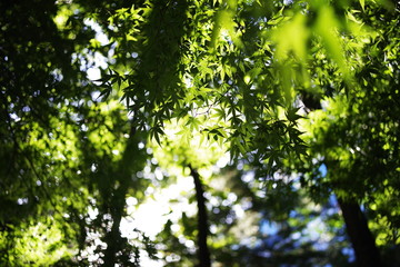 Fototapeta na wymiar beautiful green maple leaf