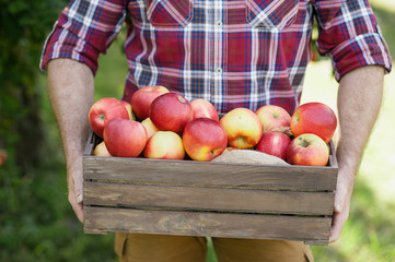 Senior man with Apple in the Apple Orchard
