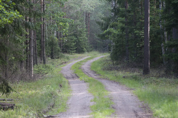 Fototapeta na wymiar road in summer forest 