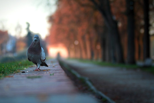 pigeon walking