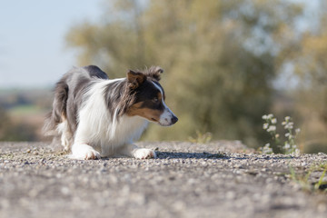 Border Collie im Herbst