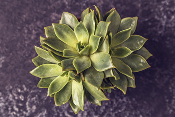 Green succulent plants  on dark background.