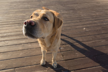 Close up portrait of funny Labrador Retriever dog on the pier